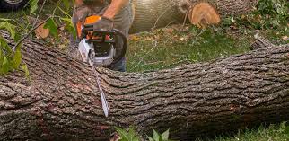 Best Tree Preservation Services  in Quitman, GA