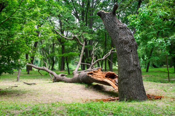 Leaf Removal in Quitman, GA