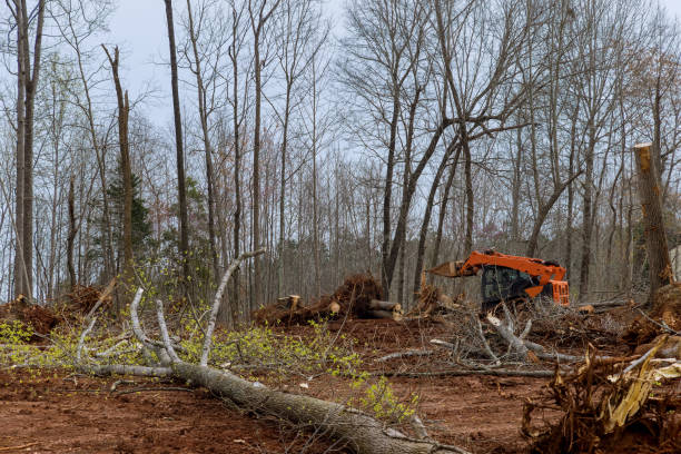 Best Tree Disease Treatment  in Quitman, GA