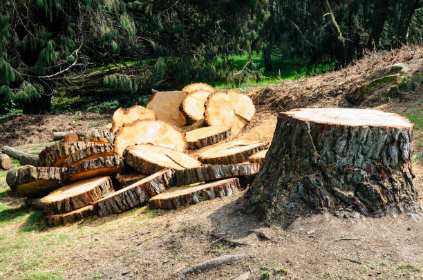 Best Tree Trimming and Pruning  in Quitman, GA